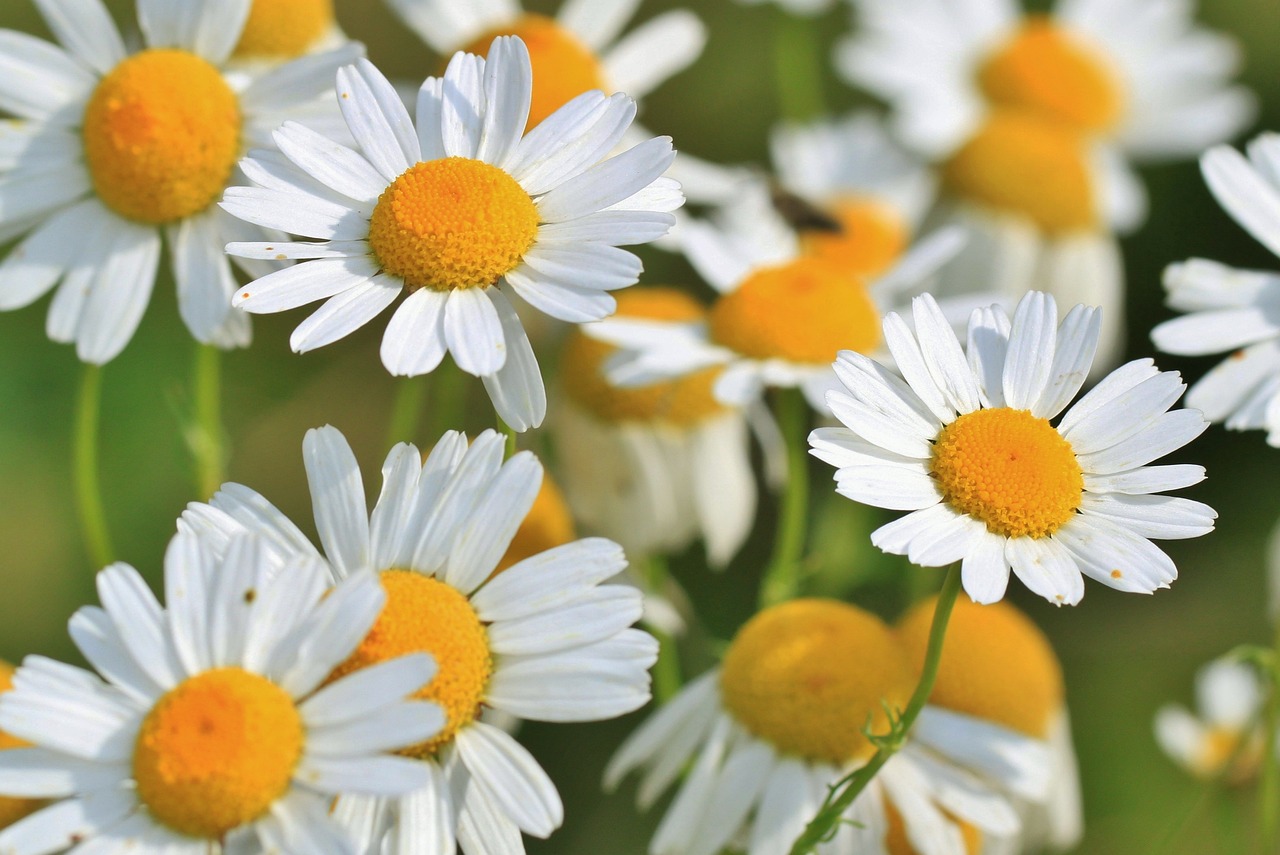 plantes médicinales